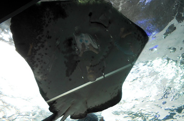 水族館へ外出