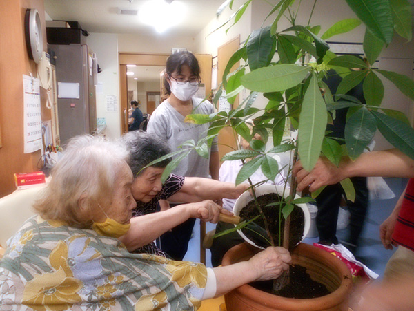 観葉植物の鉢替え