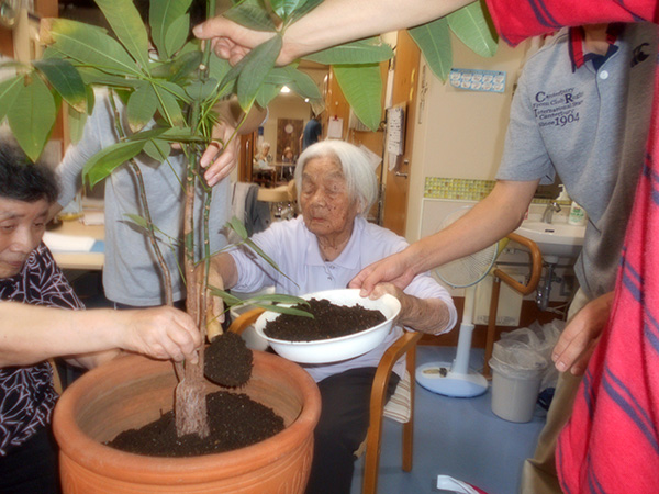 観葉植物の鉢替え